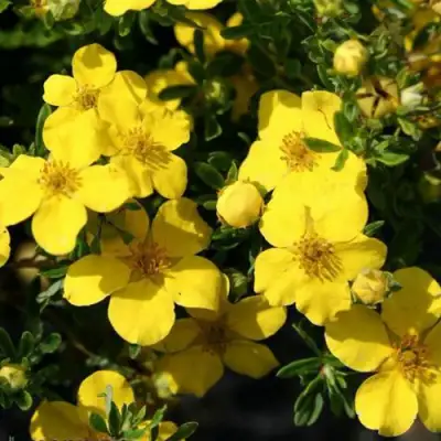 Лапчатка ХАКМАНС ГИГАНТ кустарниковая в Рогачеве