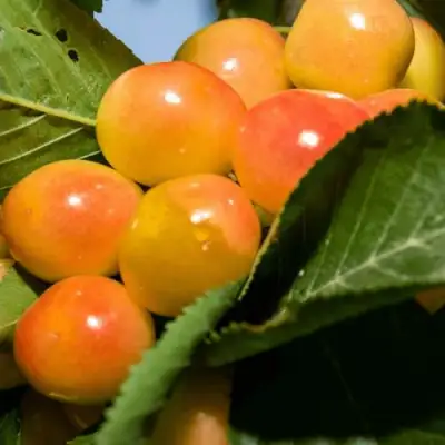 Дюк (черевишня) БЕЛОЧКА в Рогачеве