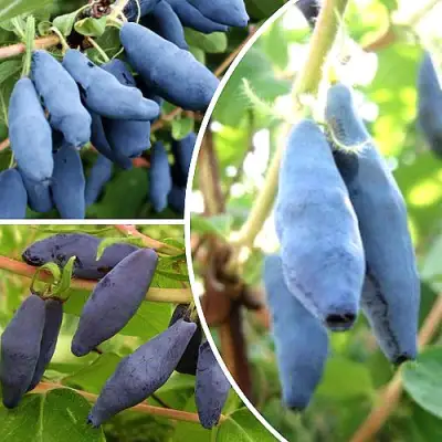 Комплект СЛАДКИЕ ХИТЫ в Рогачеве