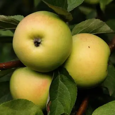 Яблоня ДАНИЛА в Рогачеве