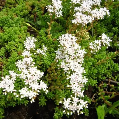 Очиток (седум) ХЛОРОТИКУМ белый в Рогачеве