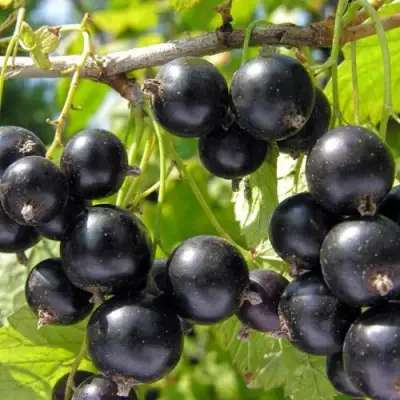 Смородина чёрная НЕСТЕР КОЗИН в Рогачеве