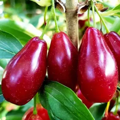 Кизил ВЛАДИМИРСКИЙ в Рогачеве