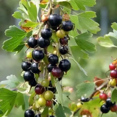 Смородина золотистая ПЛОТНОМЯСАЯ в Рогачеве