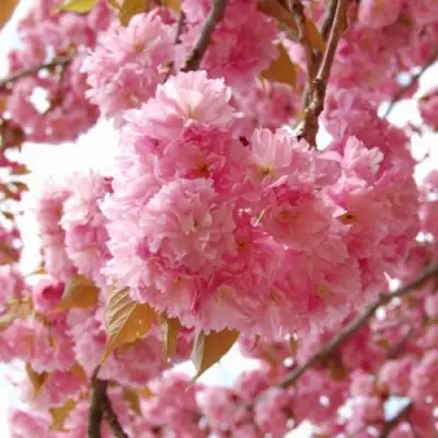 САКУРА  в Рогачеве