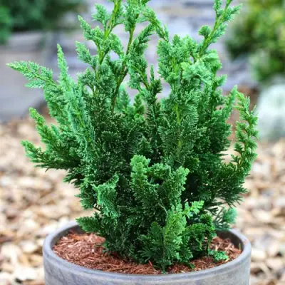 Кипарисовик ВИСЕЛЛИ лавсона в Рогачеве