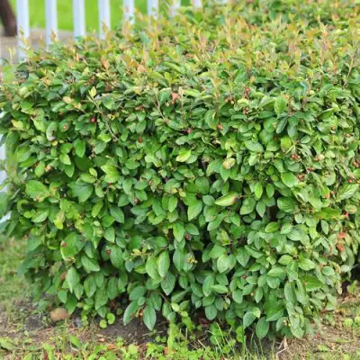 Кизильник блестящий в Рогачеве