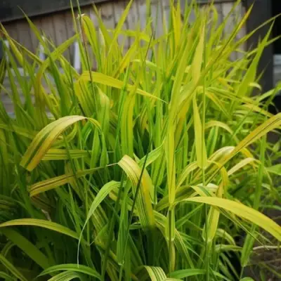 Фалярис АРКТИК САН тростниковый в Рогачеве