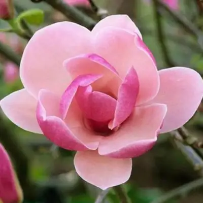 Магнолия РУСТИКА РУМБА в Рогачеве