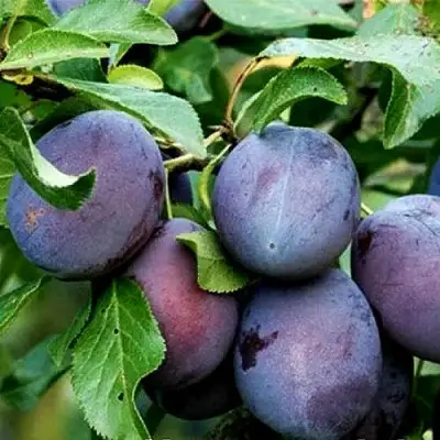 Слива ВЕНГЕРКА БЕЛОРУССКАЯ в Рогачеве