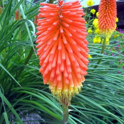 Книфофия БЕНГАЛ ФАЕР гибридная в Рогачеве