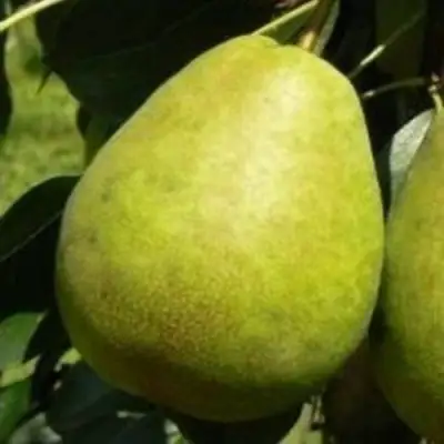 Груша ЛАГОДНАЯ в Рогачеве