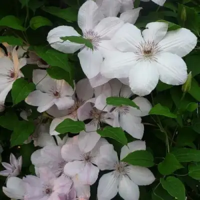 Клематис ИОАНН ПАВЕЛ 2 в Рогачеве