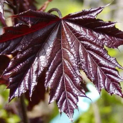 Клен КРИМСОН КИНГ остролистный в Рогачеве