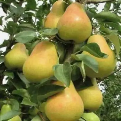 Груша ЛЮБИМИЦА ЯКОВЛЕВА в Рогачеве