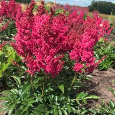 Астильба ЛАКИ ДЕЙ Арендса в Рогачеве