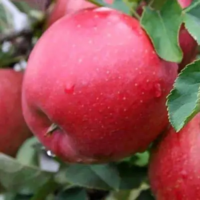 Яблоня ЧЕМПИОН в Рогачеве