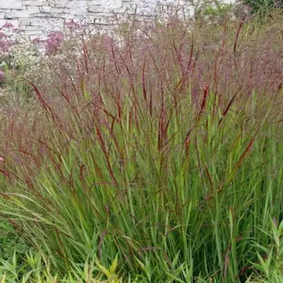 Просо ШЕНАНДО прутьевидное в Рогачеве