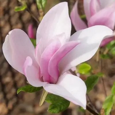 Магнолия БЕТТИ в Рогачеве