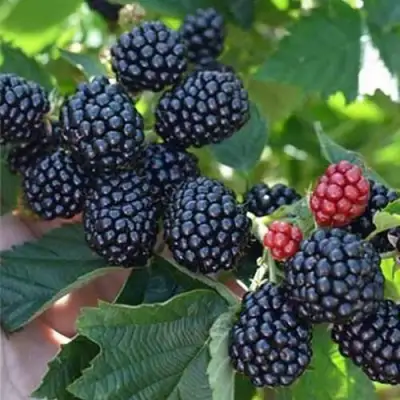 Ежевика ПОЛАР бесшипная  в Рогачеве