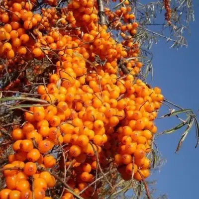 Облепиха СУДАРУШКА в Рогачеве