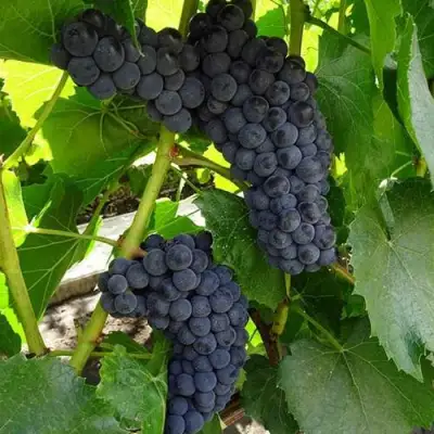 Виноград ВЭЛИАНТ в Рогачеве