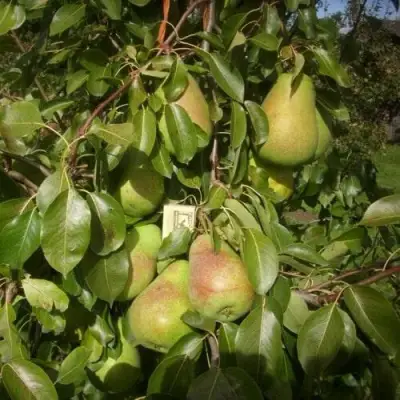 Груша БЕРЕ ЛЮКА в Рогачеве
