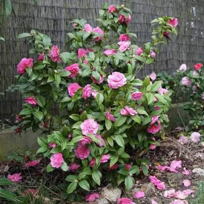 Камелия ДЕББИ в Рогачеве