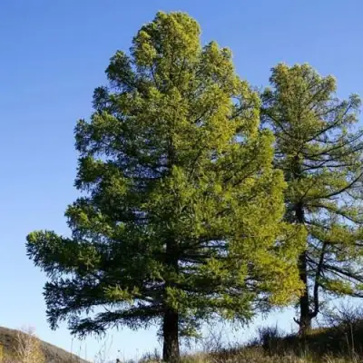 Лиственница сибирская в Рогачеве