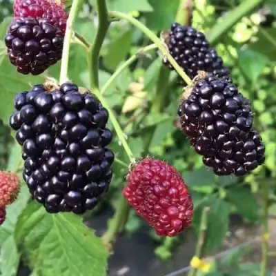 Ежевика ПРАЙМ АРК ФРИДОМ ремонтантная  в Рогачеве