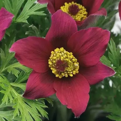 Прострел ПИНВИЛ РЕД ШЕЙДЕС в Рогачеве