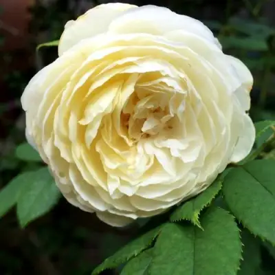 Роза КЛЭР ОСТИН английская в Рогачеве