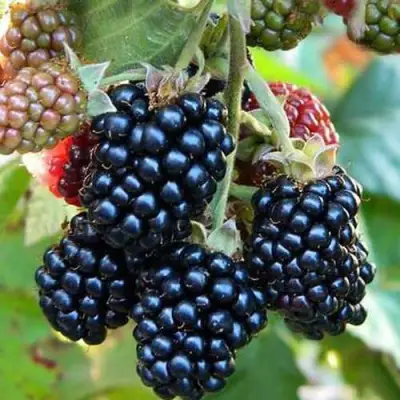 Ежевика ДЖАМБО бесшипная  в Рогачеве