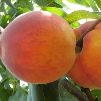 Персик СОЧНЫЙ в Рогачеве