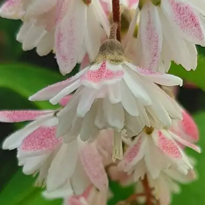 Дейция РОЗЕА ПЛЕНА в Рогачеве