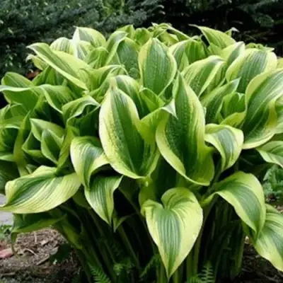 Хоста АУРЕОМАРГИНАТА в Рогачеве