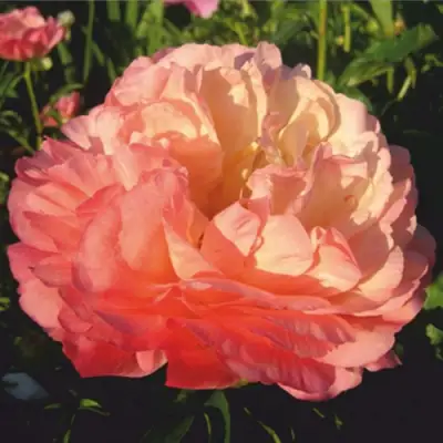 Пион КОРАЛ СУПРИМ травянистый в Рогачеве