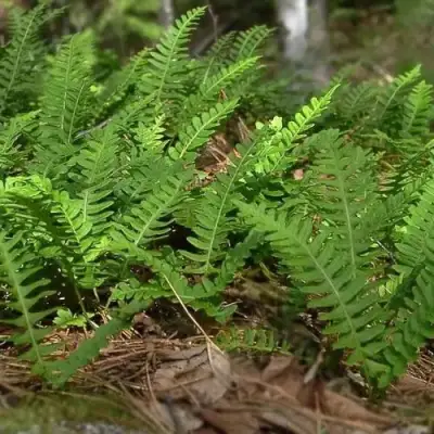 Многоножка обыкновенная в Рогачеве