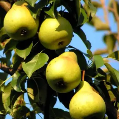 Груша НЕЖНОСТЬ колонновидная	 в Рогачеве