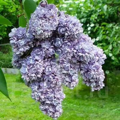 Сирень АМИ ШОТТ в Рогачеве