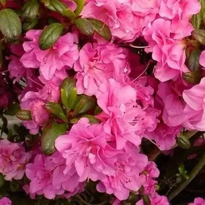 Азалия ПЕТТИКОУТ японская в Рогачеве