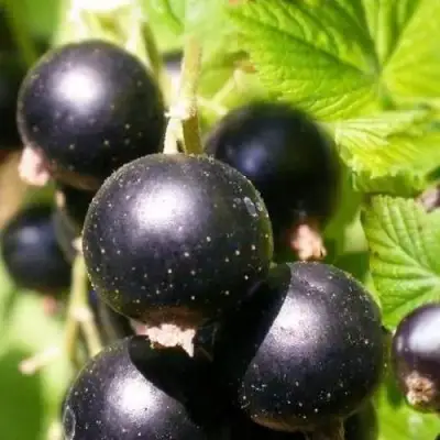 Смородина черная ЧЕРНООКАЯ в Рогачеве