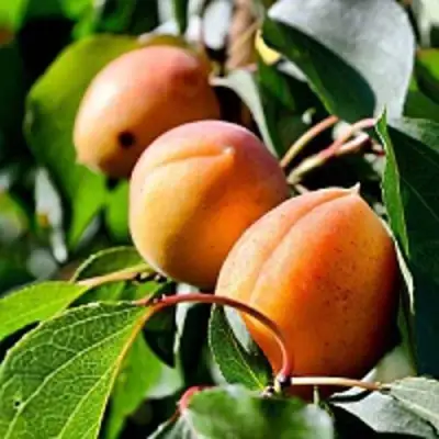 Абрикос БАЙ в Рогачеве