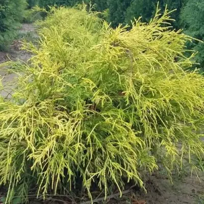 Кипарисовик ФИЛИФЕРА АУРЕА горохоплодный в Рогачеве