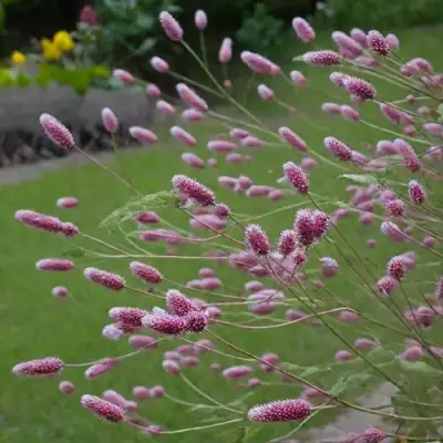 Кровохлебка РОК ЭНД РОЛЛ в Рогачеве