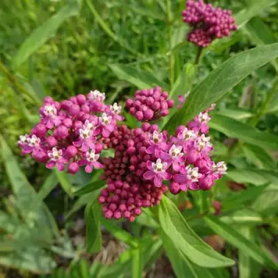 Ваточник МЯСО-КРАСНЫЙ в Рогачеве