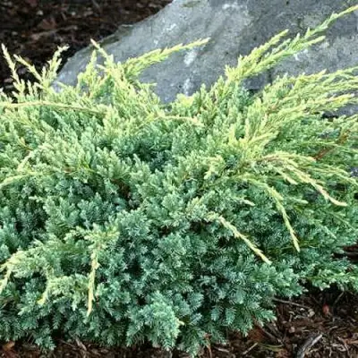 Можжевельник ХОЛГЕР чешуйчатый в Рогачеве