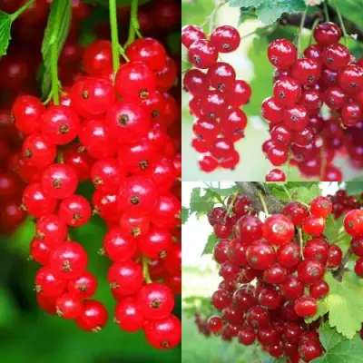 Комплект КРАСНЫЙ УРОЖАЙ в Рогачеве