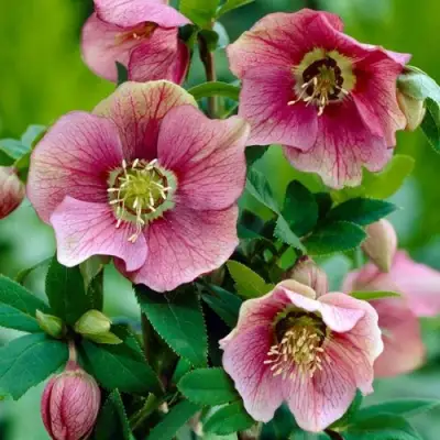 Морозник ВОСТОЧНЫЙ в Рогачеве