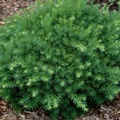 Тис ХИКСИ средний в Рогачеве